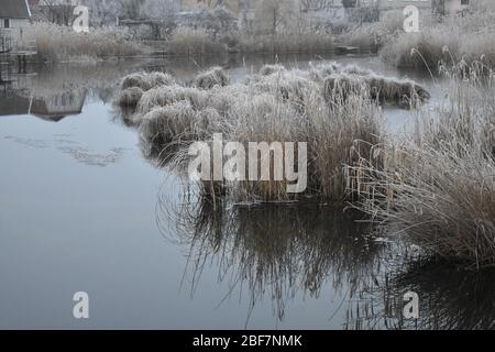 Gefrorenes trockenes Schilf Gras auf dem See Stockfoto