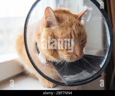 Kranke rote Katze leidet nach der Operation und trägt einen schützenden Kragen. Stockfoto