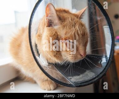 Kranke rote Katze leidet nach der Operation und trägt einen schützenden Kragen. Stockfoto