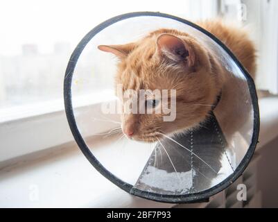 Kranke rote Katze leidet nach der Operation und trägt einen schützenden Kragen. Stockfoto