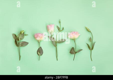 Rosa eustoma Blüten und Knospen auf Minze Hintergrund Stockfoto