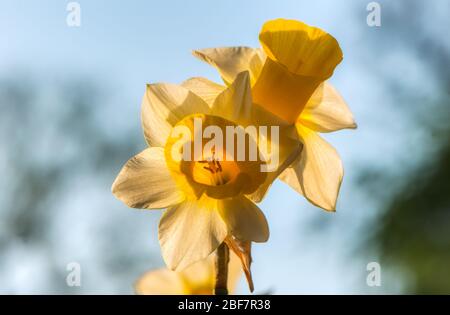 Daffodil, Narcissus Golden Echo, Upper Wield, Alresford, Hampshire, Großbritannien Stockfoto