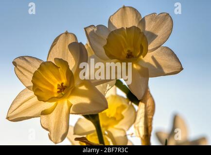 Daffodil, Narcissus Sweet Love, Upper Wield, Alresford, Hampshire, Großbritannien Stockfoto