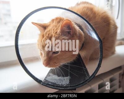 Kranke rote Katze leidet nach der Operation und trägt einen schützenden Kragen. Stockfoto