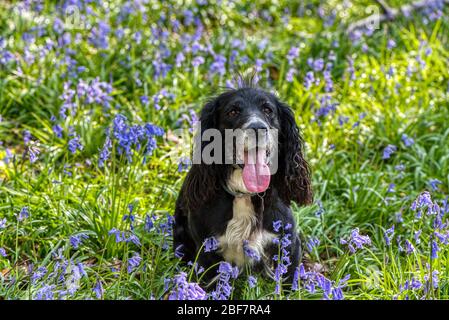 Schwarzer Cockerspaniel in einem bluebellten Holz, Upper Wield, Aresford, Hampshire Stockfoto