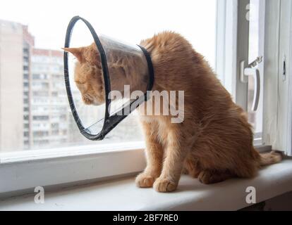 Kranke rote Katze leidet nach der Operation und trägt einen schützenden Kragen. Stockfoto