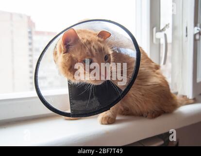 Kranke rote Katze leidet nach der Operation und trägt einen schützenden Kragen. Stockfoto