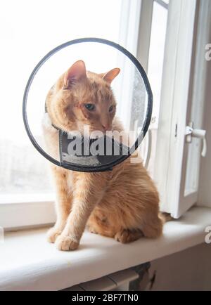 Kranke rote Katze leidet nach der Operation und trägt einen schützenden Kragen. Stockfoto