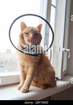 Kranke rote Katze leidet nach der Operation und trägt einen schützenden Kragen. Stockfoto