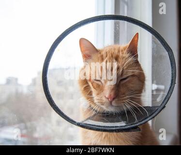 Kranke rote Katze leidet nach der Operation und trägt einen schützenden Kragen. Stockfoto