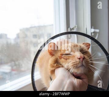 Kranke rote Katze leidet nach der Operation und trägt einen schützenden Kragen. Stockfoto