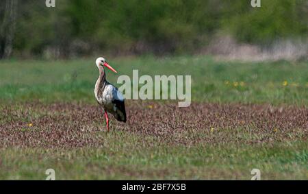 Hamburg, Deutschland. April 2020. Auf einem Bein steht ein Weißstorch auf einer Wiese. Quelle: Daniel Reinhardt/dpa/Alamy Live News Stockfoto