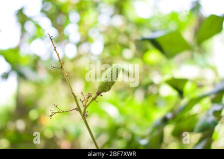 Eine kleine Knospe von einer grünen Farbe kleine Bube-Frucht, die von einem frischen natürlichen Baum hängt Stockfoto