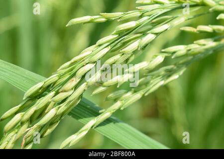 Ein paar Ohren von hellgrünen Reisbaum in der Mitte eines schönen grünen Reisfeld Stockfoto