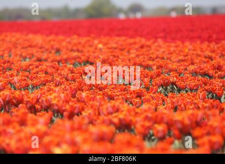 Grevenbroich, Deutschland. April 2020. Ein Meer blühender Tulpen steht in den Feldern der Francken Tulip Farm. Viele Wanderer und Besucher beobachten das Spektakel und fotografieren sich selbst und die Blumen. Quelle: Roland Weihrauch/dpa/Alamy Live News Stockfoto