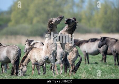 Konik Ponys kämpfen während der Fohlensaison im Naturreservat Wicken Fen des National Trust in Cambridgeshire um die Dominanz. Stockfoto