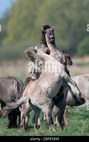 Konik Ponys kämpfen während der Fohlensaison im Naturreservat Wicken Fen des National Trust in Cambridgeshire um die Dominanz. Stockfoto