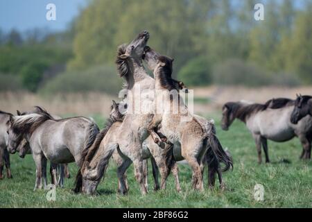 Konik Ponys kämpfen während der Fohlensaison im Naturreservat Wicken Fen des National Trust in Cambridgeshire um die Dominanz. Stockfoto