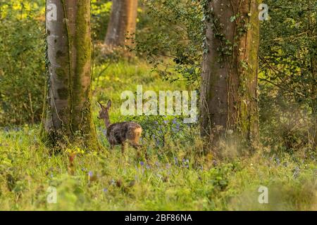 Wilde Hündin Roe Deer stand in wilden Wäldern zwischen Bäumen. Stockfoto