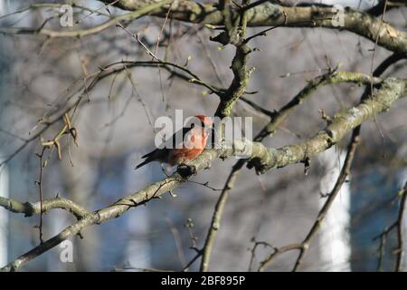 Wild schönen roten Vogel singen Lied auf dem Baum im Garten im warmen Frühlingstag Stockfoto