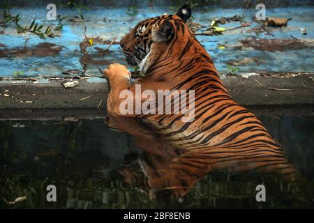 Kuala Lumpur, Malaysia. April 2020. Malaiischer Tiger wird im National Zoo in Kuala Lumpur, Malaysia gesehen. 17. April 2020. Die malaysische Regierung erließ einen Befehl zur Einschränkung der Bewegung für den Rest des Monats an die Öffentlichkeit, um die Ausbreitung des neuen Coronavirus einzudämmen. (Foto: Zulfadhli Zaki/Pacific Press) Quelle: Pacific Press Agency/Alamy Live News Stockfoto