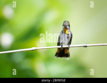 Ein weiblicher Ruby Topaz Kolibri, der auf einem Bambusbarsch mit einem verschwommenen Hintergrund tagt. Stockfoto