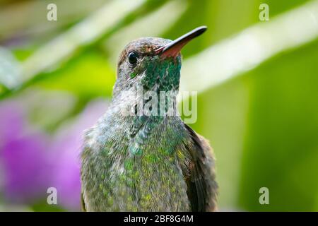 Nahaufnahme eines jungen kupfergebeumpten Kolibris im Sonnenlicht. Stockfoto