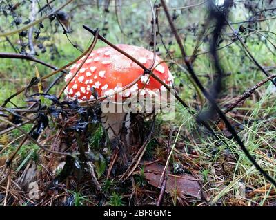 Leuchtend rote wilde giftige, psychoaktive und medizinische Fliegenpilze, Amanita muscaria, wächst unter Moosen und Rentier Flechten in einem Wald Stockfoto