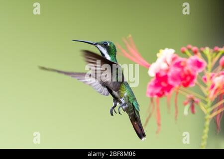 Eine weibliche Black-throated Mango schwebt in der Luft mit Stolz von Barbados Blumen verschwommen im Hintergrund. Stockfoto