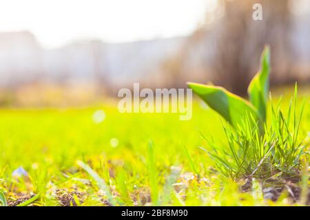 Kleine Frühlingsblumen blühen in der Sonne bei Sonnenuntergang Stockfoto
