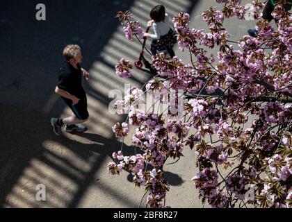 Berlin, Deutschland. April 2020. Spaziergänger gehen unter blühenden Kirschbäumen. Quelle: Fabian Sommer/dpa/Alamy Live News Stockfoto