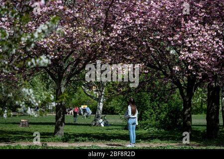 Berlin, Deutschland. April 2020. Eine Frau schaut sich die blühenden Kirschbäume im Mauerpark an. Quelle: Fabian Sommer/dpa/Alamy Live News Stockfoto