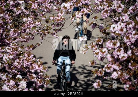 Berlin, Deutschland. April 2020. Radfahrer fahren unter blühenden Kirschbäumen. Quelle: Fabian Sommer/dpa/Alamy Live News Stockfoto