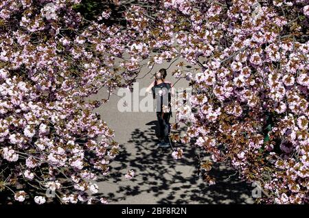 Berlin, Deutschland. April 2020. Ein Paar reitet auf einem Skateboard unter blühenden Kirschbäumen. Quelle: Fabian Sommer/dpa/Alamy Live News Stockfoto