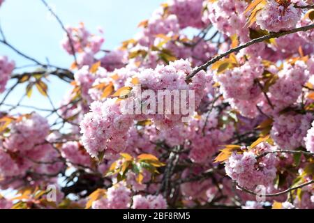 Rosa Kirsche blüht in Blüte Stockfoto