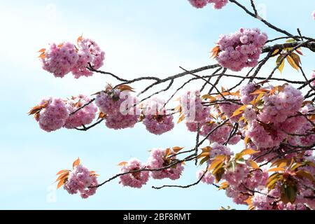 Rosa Kirsche blüht in Blüte Stockfoto