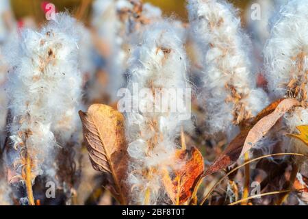 Salix arctica - arktische Weide - winzige kriechende Weidenfamilie Salicaceae, ein wenig pubeterner Strauch, mit seidigen und seidigen Haaren. Nahansicht der Anlage Stockfoto