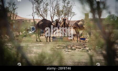 Tuareg mit Kamelen im westlichen Teil der Sahara in Marokko. Die Sahara ist die größte heiße Wüste der Welt. Stockfoto