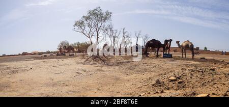 Tuareg mit Kamelen im westlichen Teil der Sahara in Marokko. Die Sahara ist die größte heiße Wüste der Welt. Stockfoto