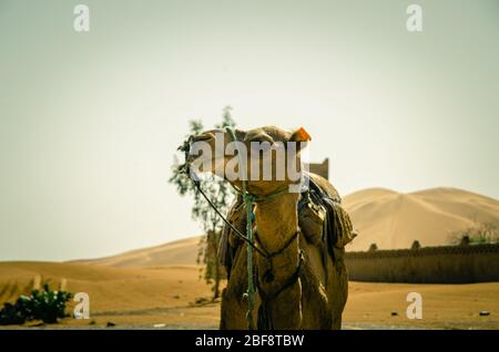 Tuareg mit Kamelen im westlichen Teil der Sahara in Marokko. Die Sahara ist die größte heiße Wüste der Welt. Stockfoto