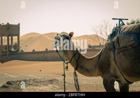 Tuareg mit Kamelen im westlichen Teil der Sahara in Marokko. Die Sahara ist die größte heiße Wüste der Welt. Stockfoto