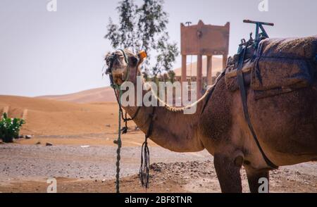 Tuareg mit Kamelen im westlichen Teil der Sahara in Marokko. Die Sahara ist die größte heiße Wüste der Welt. Stockfoto