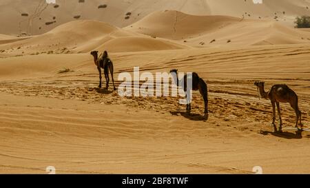 Tuareg mit Kamelen im westlichen Teil der Sahara in Marokko. Die Sahara ist die größte heiße Wüste der Welt. Stockfoto