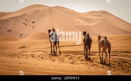 Tuareg mit Kamelen im westlichen Teil der Sahara in Marokko. Die Sahara ist die größte heiße Wüste der Welt. Stockfoto