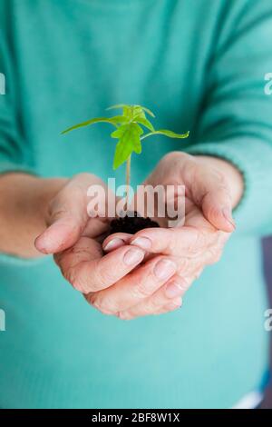 Frauenhände halten einen jungen Sprossen mit Erde und Wurzeln sorgfältig fest Stockfoto