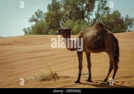 Tuareg mit Kamelen im westlichen Teil der Sahara in Marokko. Die Sahara ist die größte heiße Wüste der Welt. Stockfoto