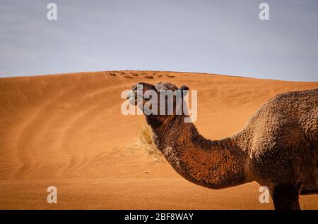 Tuareg mit Kamelen im westlichen Teil der Sahara in Marokko. Die Sahara ist die größte heiße Wüste der Welt. Stockfoto