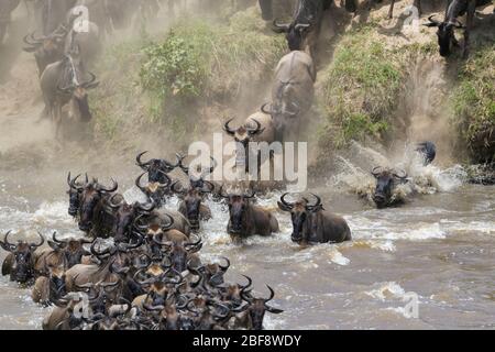 Blaue wildebeest, brüllte gnu-Herde (Connochaetes taurinus), die während der großen Migration den Fluss Mara überquerte, Serengeti-Nationalpark, Tansania. Stockfoto