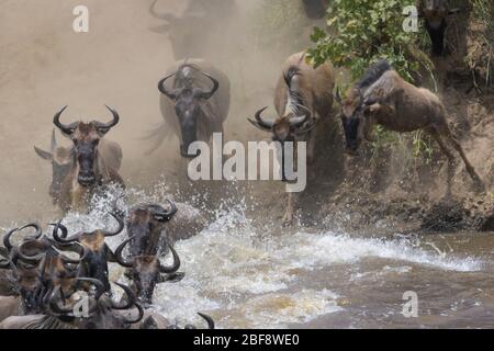 Blaue wildebeste, brüllte gnu (Connochaetes taurinus) Herde, die den Fluss Mara durchqueren, indem sie während der großen Wanderung einspringen, Serengeti-Nationalpark, Stockfoto