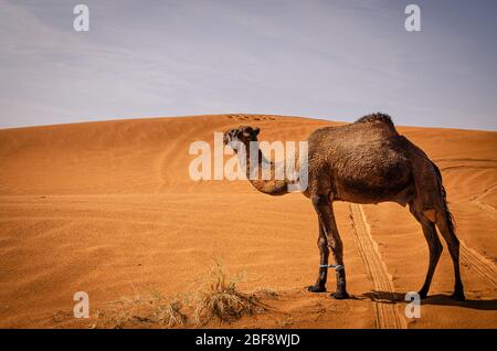 Tuareg mit Kamelen im westlichen Teil der Sahara in Marokko. Die Sahara ist die größte heiße Wüste der Welt. Stockfoto